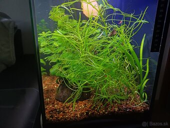 30l akvarium - 4