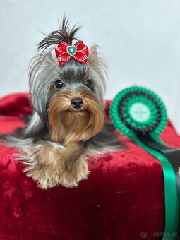Yorkshire terrier, york s PP - 4