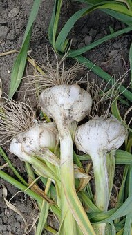 Sloni cesnak+ darček ku každej objednávke - 4