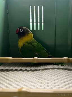 Predam Agapornisi Škraboškove - 4