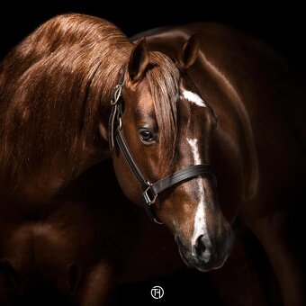 Na prodej: BR Walla Whiz Electric - 4