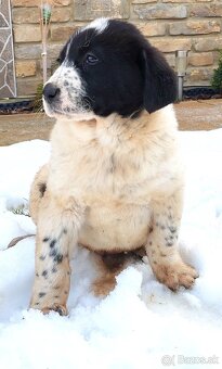 Stredoazijsky ovčiak - 4