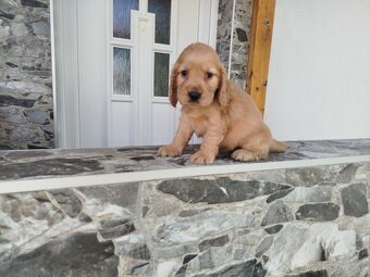 ANGLICKÝ KOKERŠPANIEL - 4