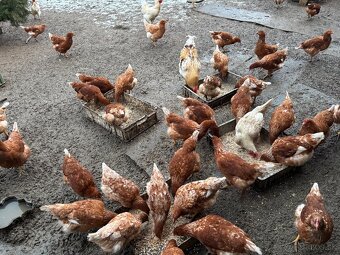 Vysokoznáškové nosnice / mládky - 4