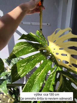 Predám izbové rastliny - 4