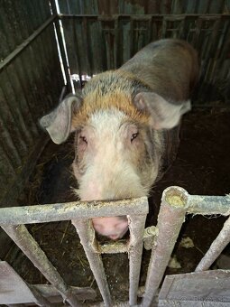 Kanec DUROK-LANDRAS - 4