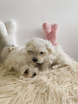 Maltezak, mini maltezak - 4