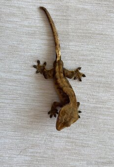 🦎 Predám pagekona riasnatého s teráriom - 4