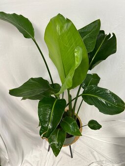 Strelitzia Nicolai (100 cm) - 4
