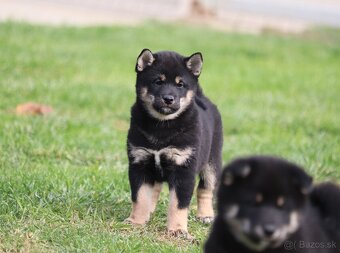 Shiba inu šteniatka s PP - 4