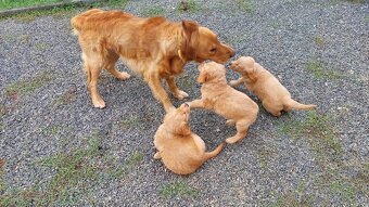 Šteniatka Golden/Zlatý retriever - 4