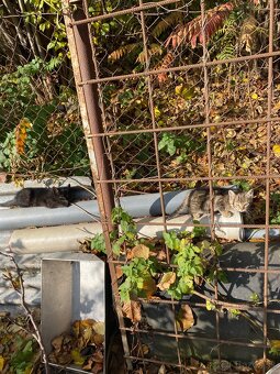 Darujem mačiatka -4 ks - 4