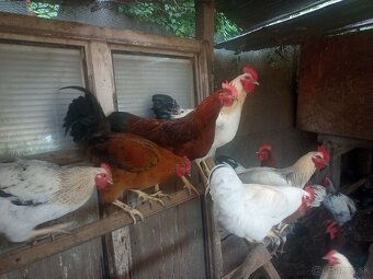 Tohtoročné kohúty - 4