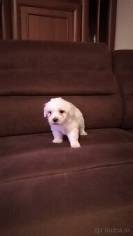 Maltezák malého vzrastu - 4