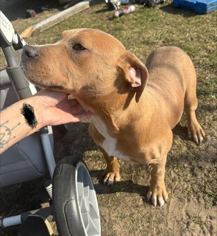 Americký stafordsirsky terier, Stafford, amstaf - 4