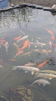 Koi kapre / koi kapor na predaj - 4