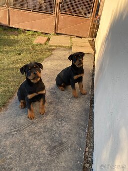 Rotvajler, Rtw, Rottweiler - 4