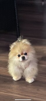 Pomeranian - 4