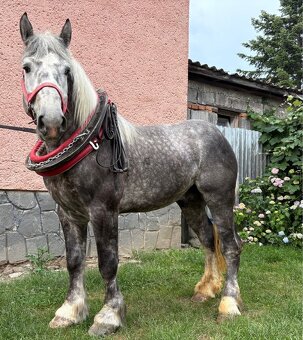 Tažny žrebec 3r. - 4