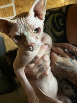 Sphynx Holčička a chlapeček - 4