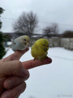 Andulky mlada Maznačik - 4