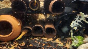 Prisavnik zlaty a skvrnity - 4