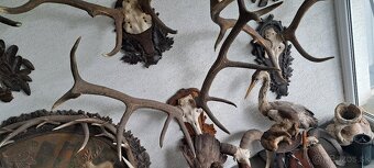 Trofeje a preparáty - 4