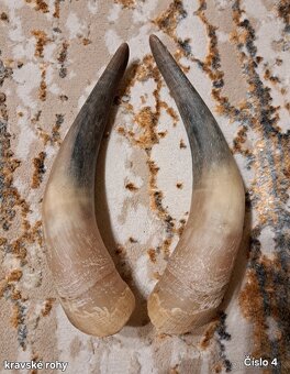 Trofeje, rohy 25-70cm - 4