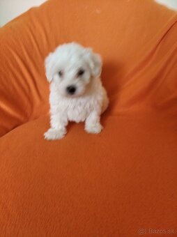 Maltezský psík - 4