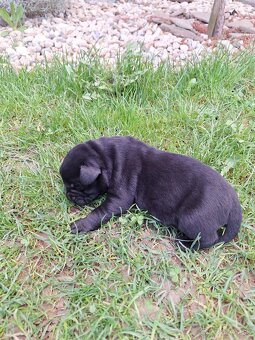 Labrador šteniatka rezervácia,už iba psík je voľný - 4