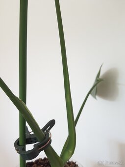 Monstera deliciosa - 4