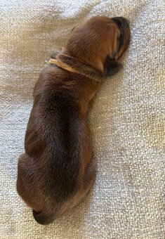Rhodesian Ridgeback - Šteniatka rhodéského ridgebacka - 4