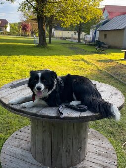 Predám šteniatka border kólie. - 4