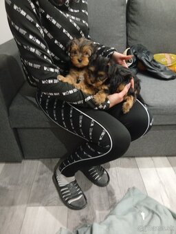 Yorkshire teriér šteniatko na predaj - 4