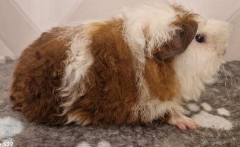 Morčatá s PP - samci - 4