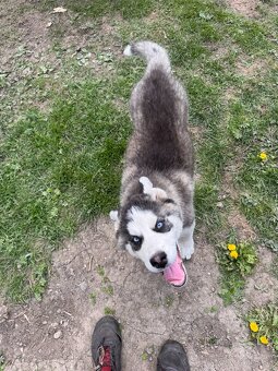 Sibírsky Husky - 4