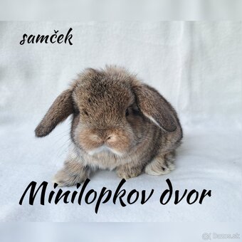 Minilop mláďatká - 4