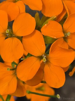 Erysimum - 4