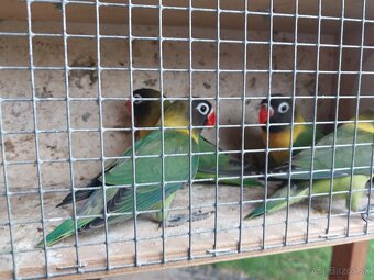 Predám agapornis - 4