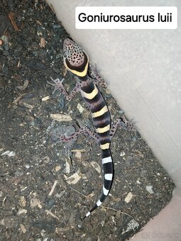 Ponúkam odchovy gekónov - 4