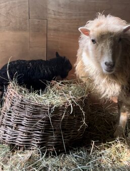 Quessantská miniovečka - 4