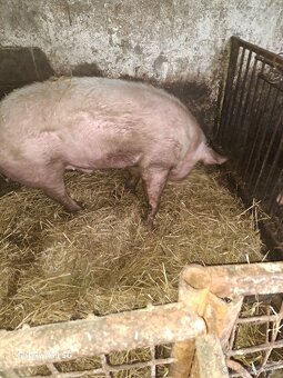 Predam prasta 200 kg váha - 4