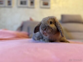 🩷Minilop zakrsly kralik 🐰🩷 - 4