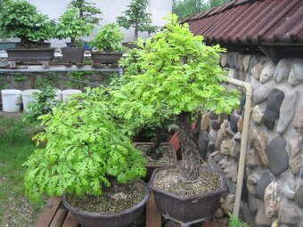 bonsai,bonsaj-DUB 2 - 4