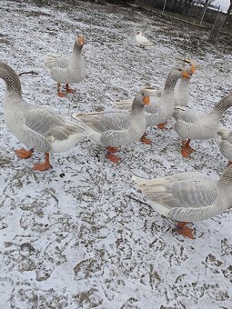 Husi franské, francke - 4