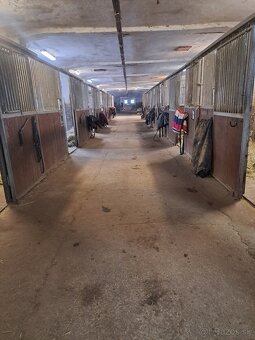 Ustajnenie koní - 4