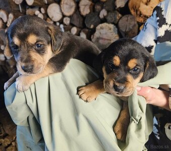 Jazvečik kratkosrsty - 4