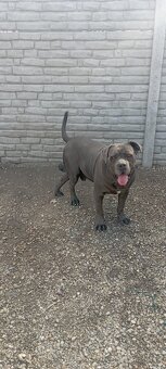 Cane Corso šteniatko - 4