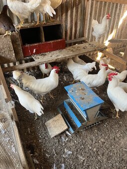 Leghorn - 4