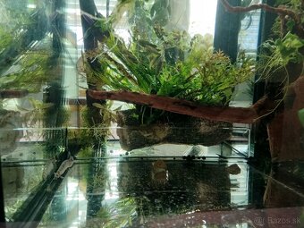 Set zabehnutého akvaria - 4